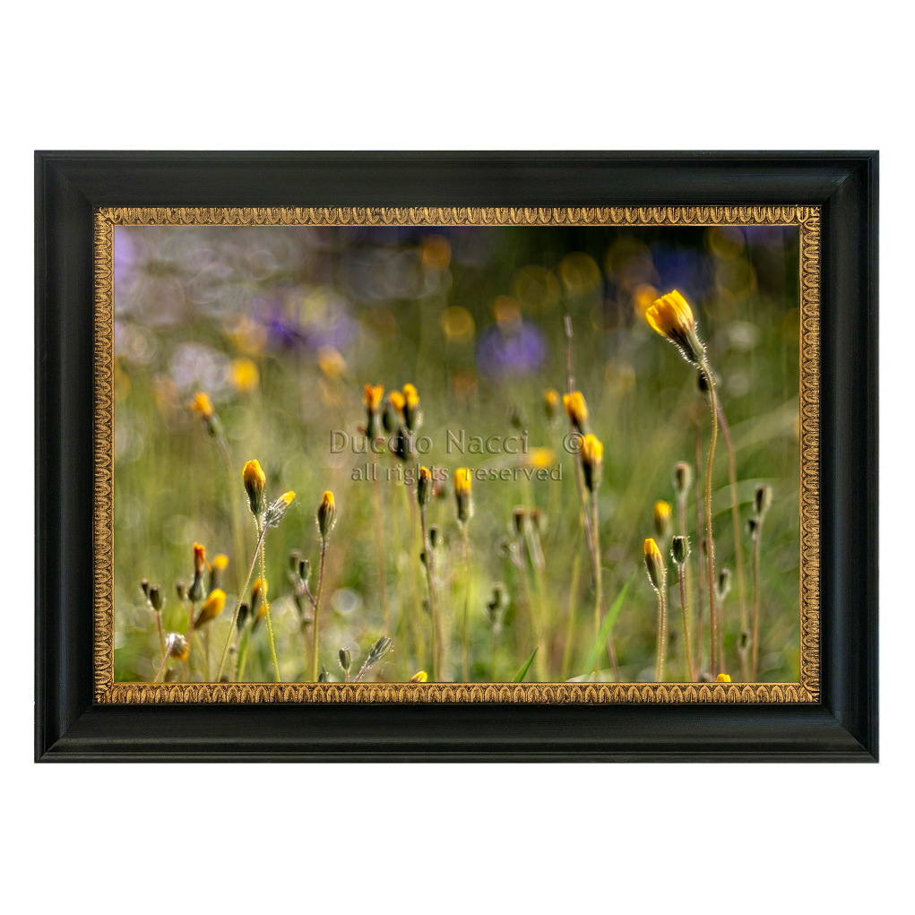 Yellow Daisy Rising