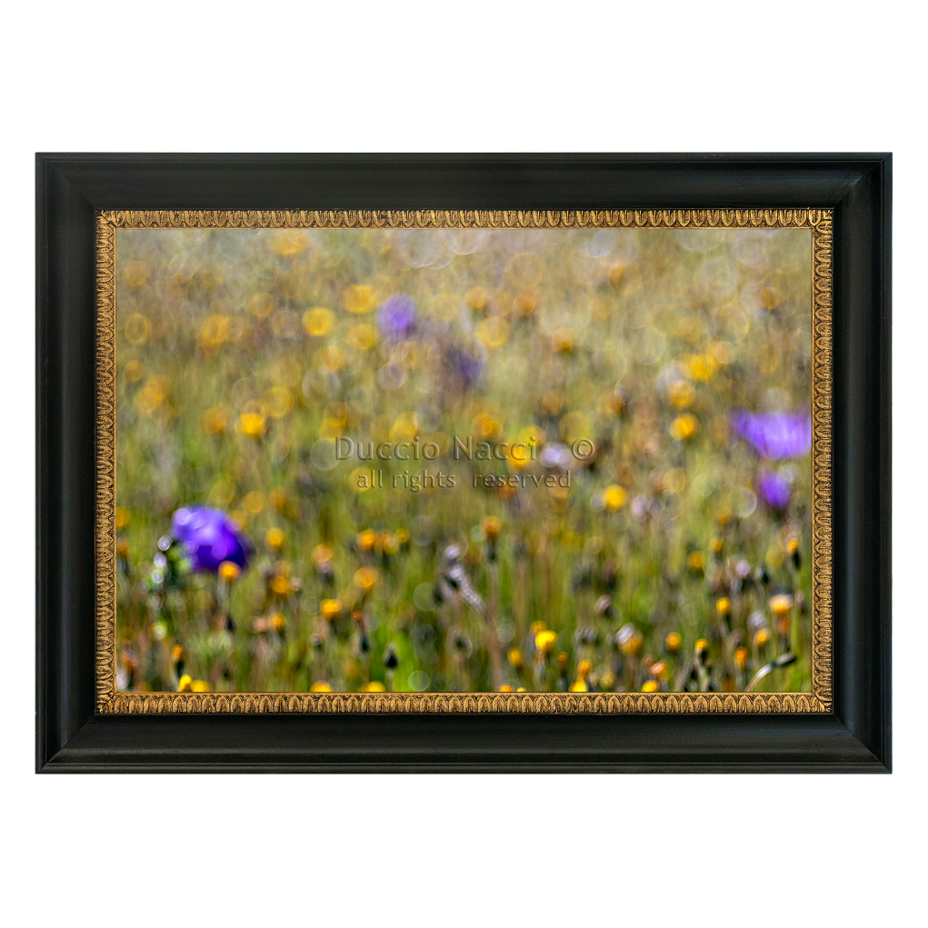 Wildflower Whispers