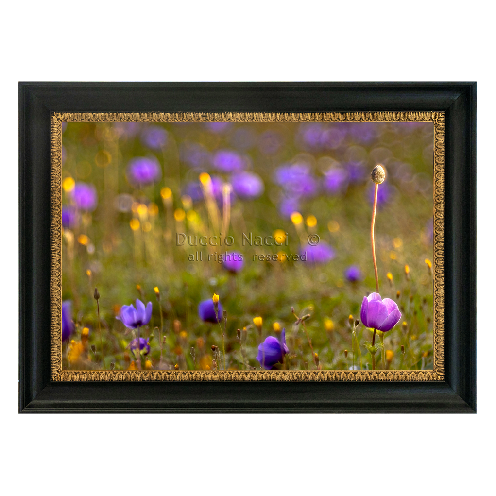 Purple Reverie