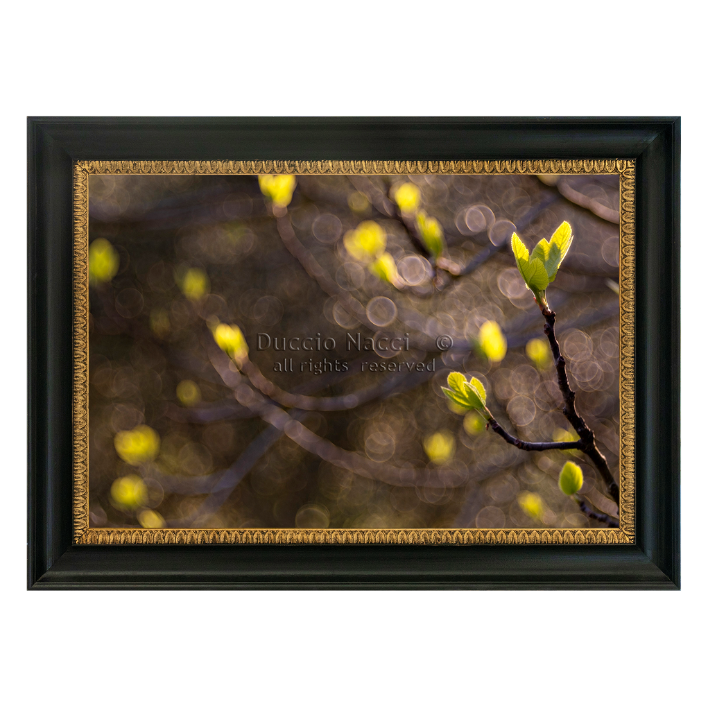 Green Lily Awakening