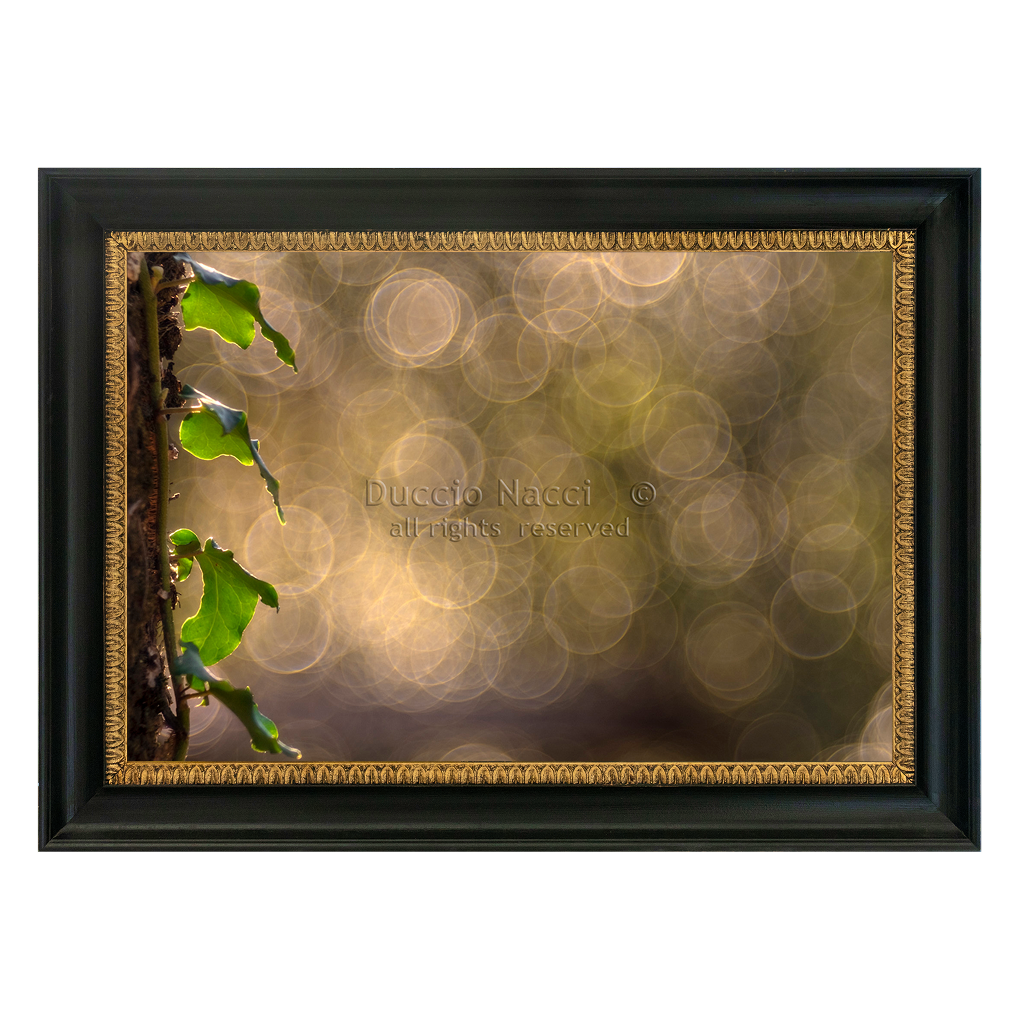 Ivy Leaves