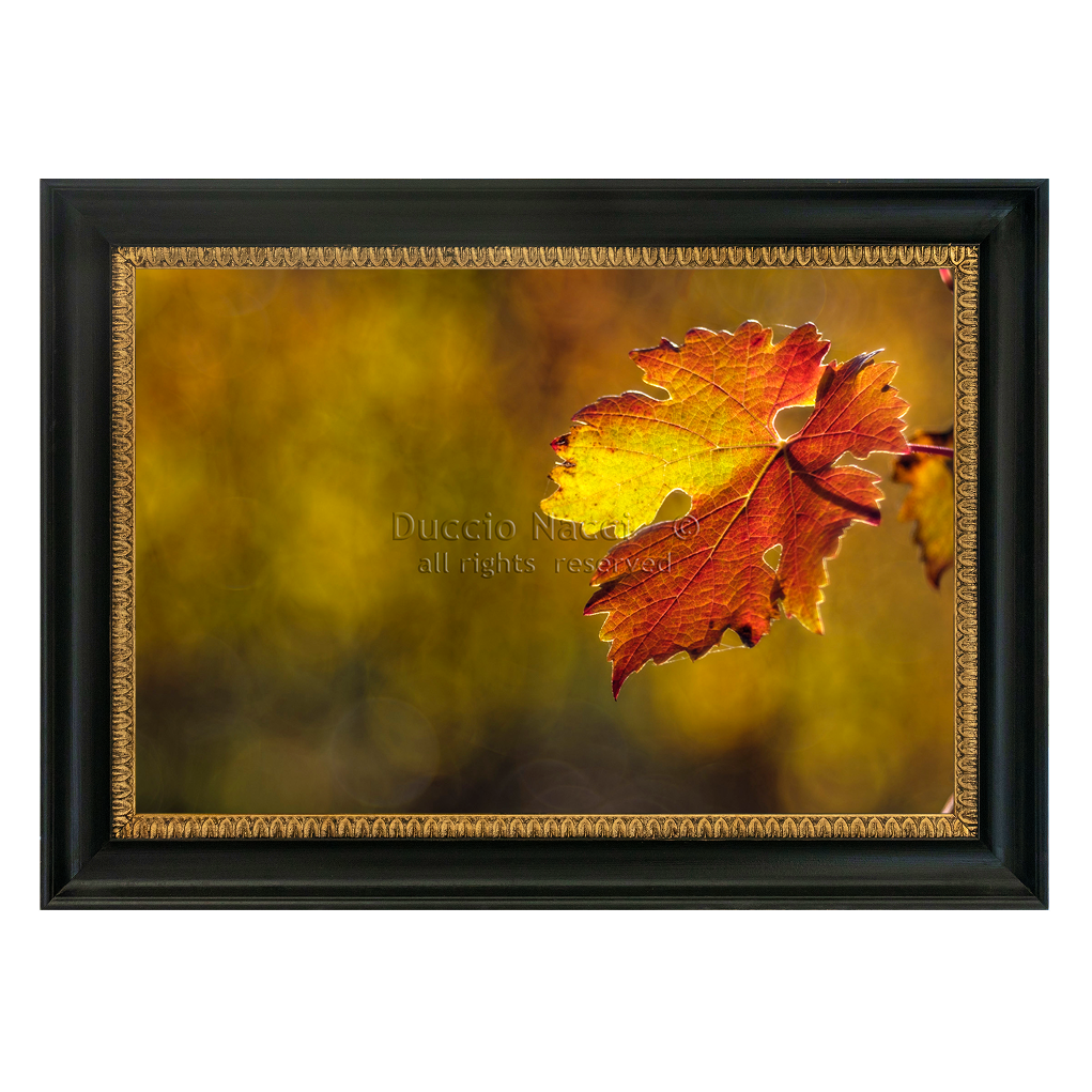 Vine Leaf