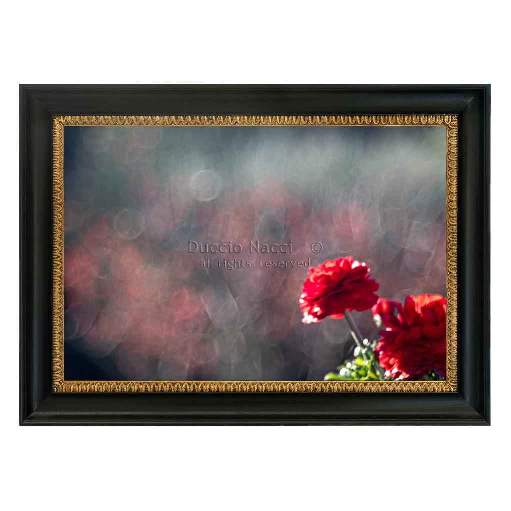 Scarlet Geranium Echoes