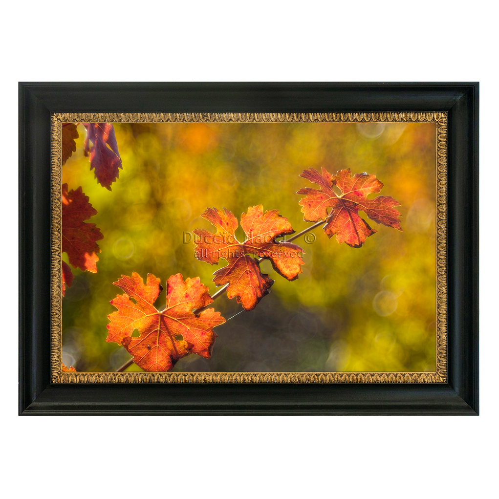 Autumnal vine leaves