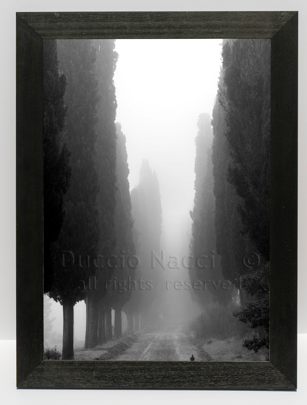 Voice of the Cypress - Duccio Nacci