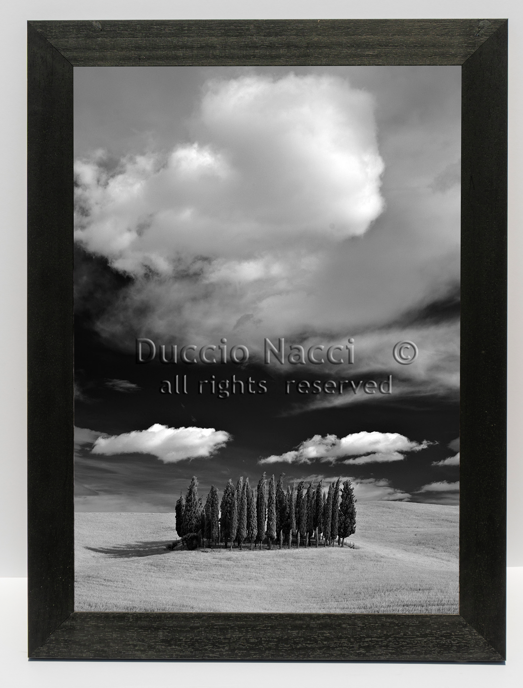 Cathedral of Cypress - Vertical