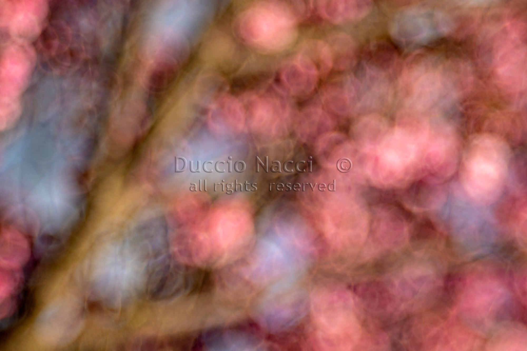 Pink Dahlia - Duccio Nacci