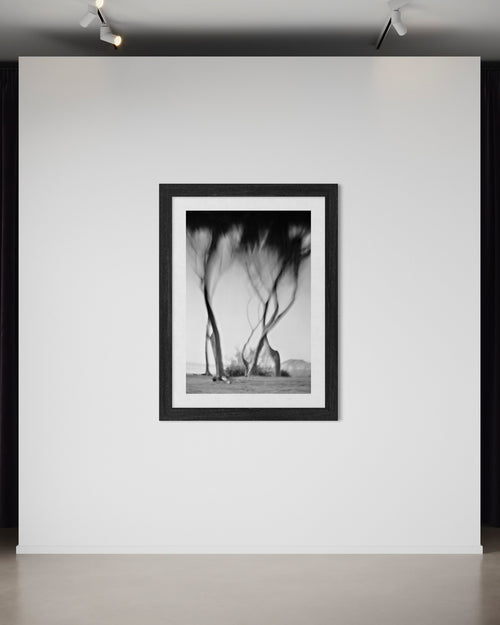 Ancient Wind of Pines - Duccio Nacci